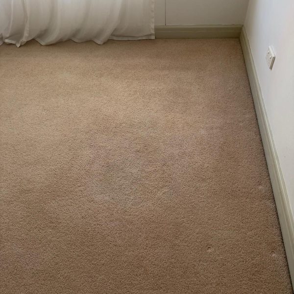 Photos » Carpet Cleaning After