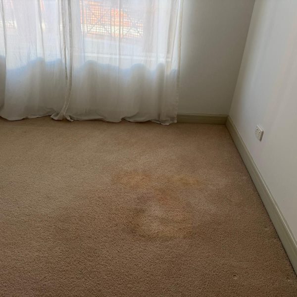 Photos » Carpet Cleaning Before